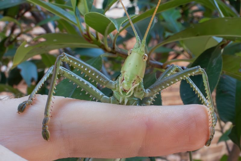 Tettigoniidae - Saga pedo